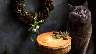 فتاة تروج لحلوياتها بطريقة لا تخطر على البال (صور)