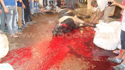 محافظة الشرقية: غرامات كبيرة على ذبح الأضاحي في الشارع