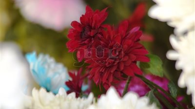 المحبون في عيدهم: «الوردة دي سر غرامي» (تقرير مصور)