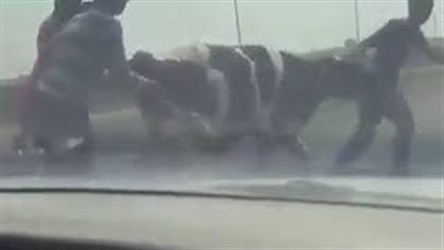 سقوط بقرة من شاحنة بمنتصف الطريق (فيديو)