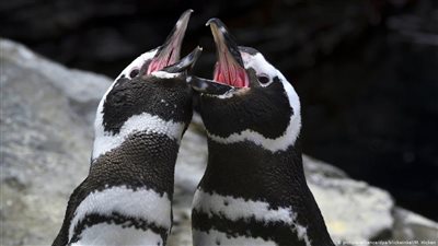 طائرا بطريق مثليان يستعدان لتجربتهما الأولى في الأبوة