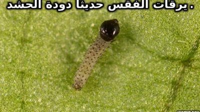 مصائد ضوئية لرصد دودة الحشد الخريفية في الإسماعيلية