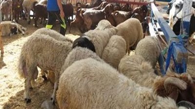 انخفاض الإقبال على شادر السيدة زينب للحوم في وقفة عرفات (فيديو)