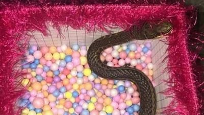 ثعبان هدية فتاة لحبيبها السابق في عيد الحب تثير ضجة (صور)