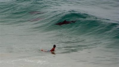 مخلوق بحري يثير حيرة رواد مواقع التواصل (صور)