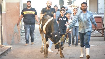 أطفال الجمالية والسيدة زينب يحتفلون بذبح الأضاحي  (فيديو وصور)
