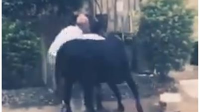 عجل يلقن جزارا وشابين 