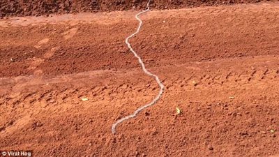 طابور «يرقات» يفاجئ سائق شاحنة (فيديو وصور)