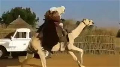 سقوط مروع لمتسابق من فوق جمل (فيديو)