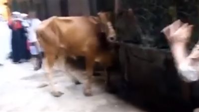 رد فعل الأهالي لحظة هروب عجل أثناء ذبحه (فيديو)