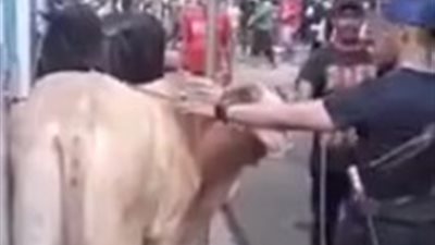 عجل هائج يطيح بجزار بضربة قوية (فيديو)