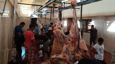 ذبح 222 أضحية بمجازر الوادي الجديد في أول أيام عيد الأضحى (صور)