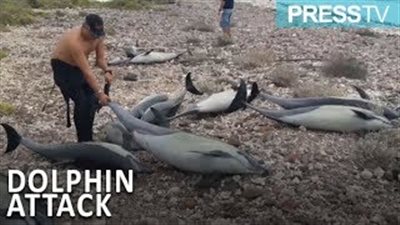 وفاة 21 «دولفين» بالقرب من شاطئ بشمال المكسيك (فيديو)