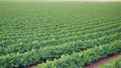 استعادة 596 فدانا زراعيا و416 ألف متر مبان بحملات الإزالة في قنا