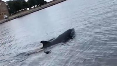 دولفين يقذف قنديل بحر في الهواء (فيديو وصور)