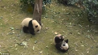 باندا تهاجم أخرى على طريقة مصارعة الثيران (فيديو وصور)