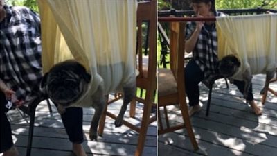 فكرة أب لقص أظافر كلبه تشعل «تويتر» (صور)