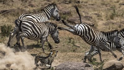 حمار وحشي يتخلص من نمر بطريقة ذكية (صور)