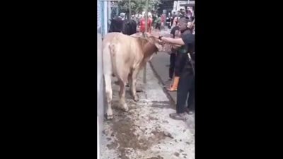 بقرة تفقد رجلا أسنانه أثناء محاولة ذبحها (فيديو)