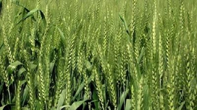 زراعة 35 ألف فدان قمح في الفرافرة