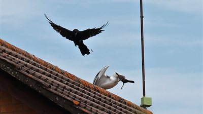 نورس يلتهم غرابا صغيرا أمام والدته (صور)