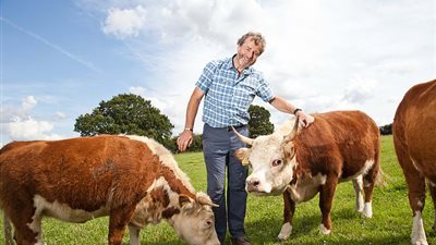 أصغر أبقار في أوروبا تظهر بالمملكة المتحدة (صور)