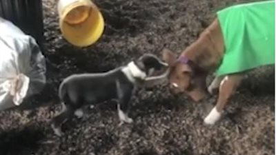 جرو يلهو مع عجل صغير بمرح (فيديو وصور)