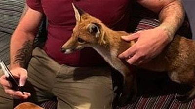 ثعلب يفاجئ رجلا ويجلس على ساقه في حانة بريطانية (فيديو وصور)