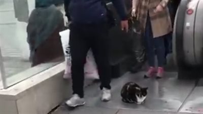 قط يقطع الطريق على المارة ويجلس في مكان مزدحم (فيديو)