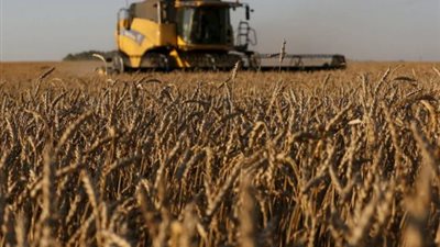 «بونجي» تبدأ الإجراءات القانونية لتسليم شحنة قمح مرفوضة إلى مصر