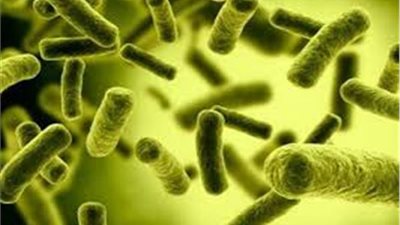 آلية جديدة لنزع سلاح البكتيريا الخطرة
