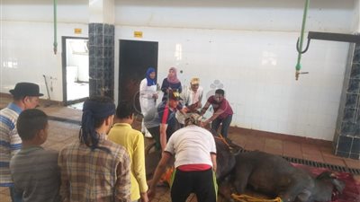 ذبح 374 أضحية بمجازر الوادي الجديد خلال أيام عيد الأضحى (صور)