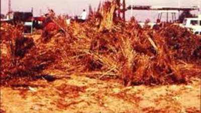 البيئة تؤكد على دور المرأة في تدوير المخلفات الزراعية بالدقهلية