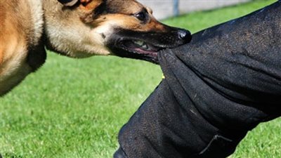 عاطل يعذب نجل شقيقه ويطلق الكلب عليه بسبب كثرة تشاجره مع الجيران في الخصوص