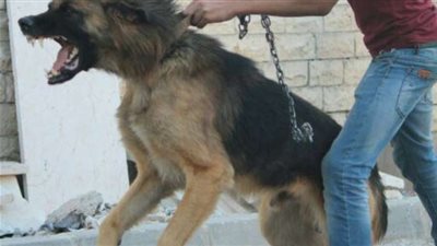 المتهم بقتل نجل شقيقه بالخصوص: أطلقت عليه كلبا شرسا وضربته حتى الموت