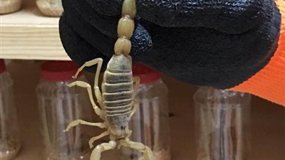 زيارة خاصة لـ«مملكة العقارب».. شاب صعيدي يعيد اكتشاف صحاري «الواحات» بمشروع فريد من نوعه.. المزرعة على مساحة 200 فدان.. و8 ملايين دولار سعر لتر سم العقرب (صور)