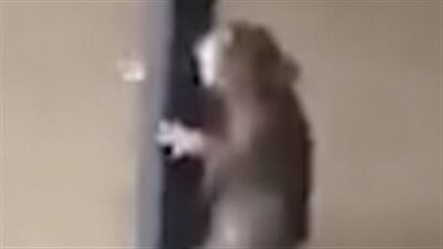 فأر يهرب من الفيضان بطريقة طريفة (فيديو وصور)