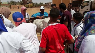 إطلاق قوافل بيطرية في الوادي الجديد.. السبت