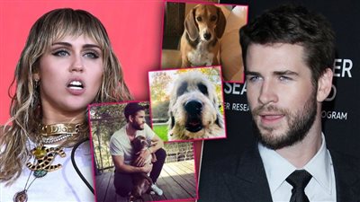 شجار جديد بين مايلي سايرس ووليام هيمسورث على حضانة الحيوانات