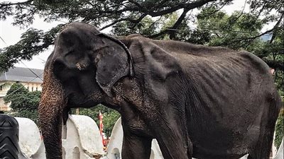 معاناة فيل يشارك بمهرجان في سيريلانكا (صور)