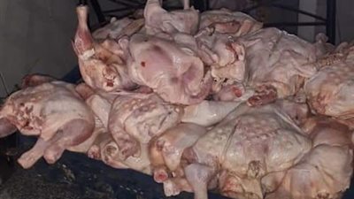 إعدام ربع طن دواجن وغلق منشأتين وتحرير٨ محاضر في حملة بالغردقة (صور)