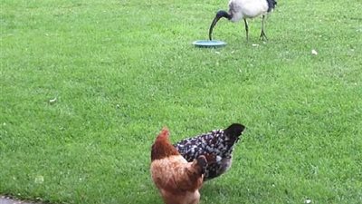 ظهور طائر عبده قدماء المصريين في بريطانيا (صور)