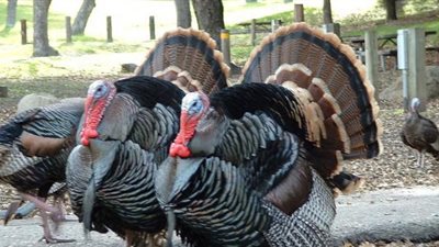 تدشين مشروع لأمهات الدجاج الرومي بالتعاون مع وزارة الزراعة