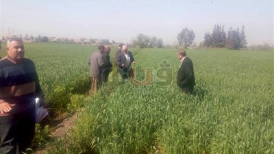 زيادة محصول القمح المنزرع بالدقهلية لـ13 ألف فدان عن العام الماضي