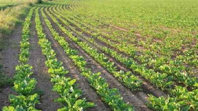 أهالي قرية بنجر السكر بمطروح يستغيثون بوزير الزراعة من نقص مياه الري