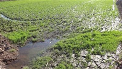 أهالي «برج مغيزل» بكفرالشيخ: «نشرب ونروي الأرض بمياه الصرف»