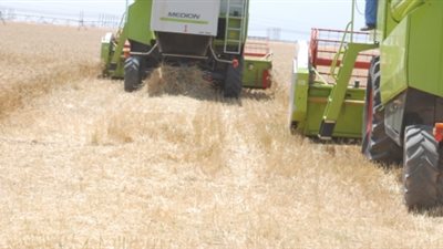 مساحات القمح ترتفع إلى 3.2 ملايين فدان