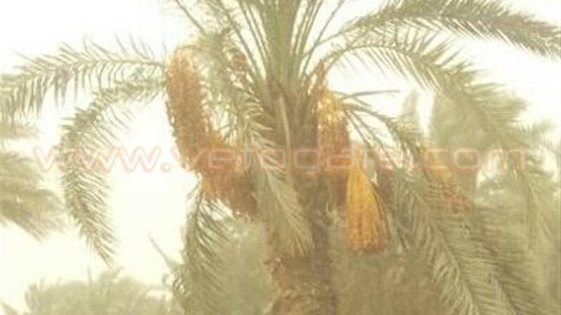 النخيل - صورة ارشيفية
