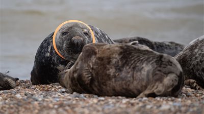 كلاب البحر تعاني من مخلفات الإنسان في بريطانيا (صور)