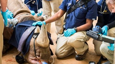 40 طبيبا لعلاج مشكلة تنفس وحيد قرن (صور)